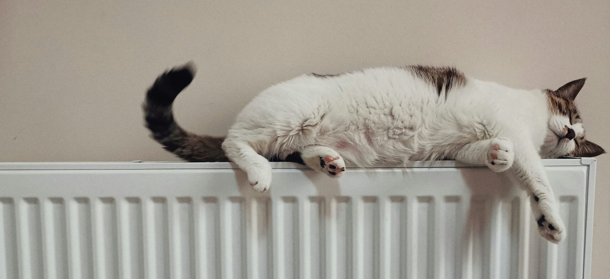 Kuvituskuva; kissa patterin päällä